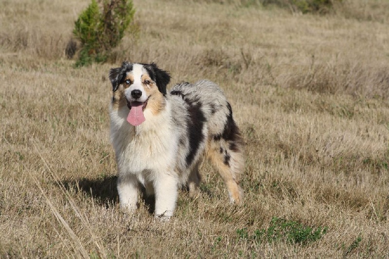 Opal Aussie Just you and me
