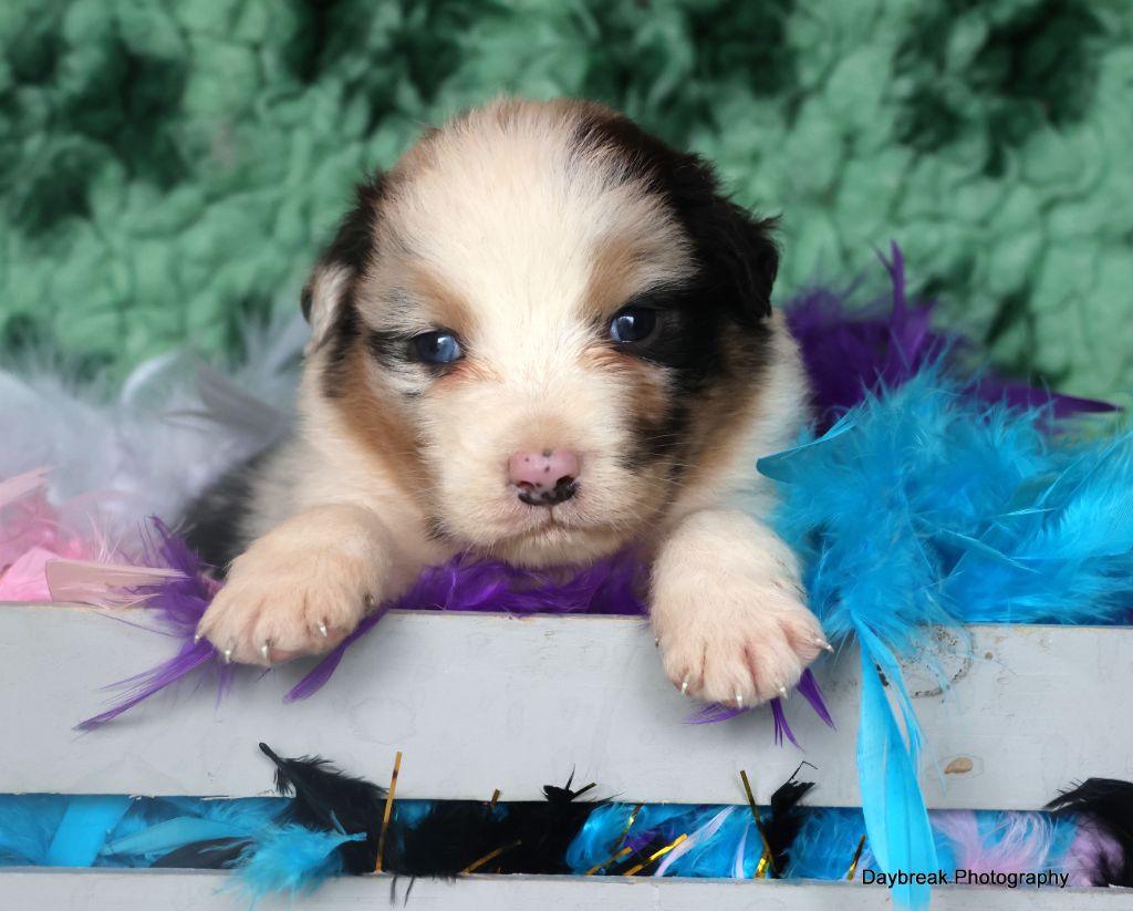 chiot Berger Australien des Rivages du Lemboulas