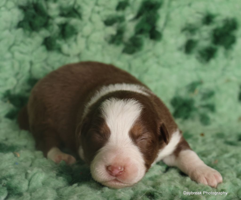 chiot Berger Australien des Rivages du Lemboulas