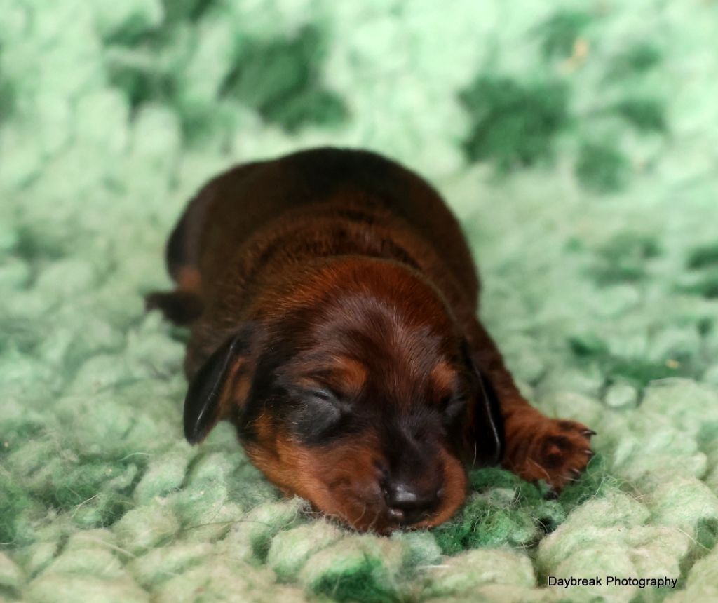 chiot Teckel poil ras des Rivages du Lemboulas