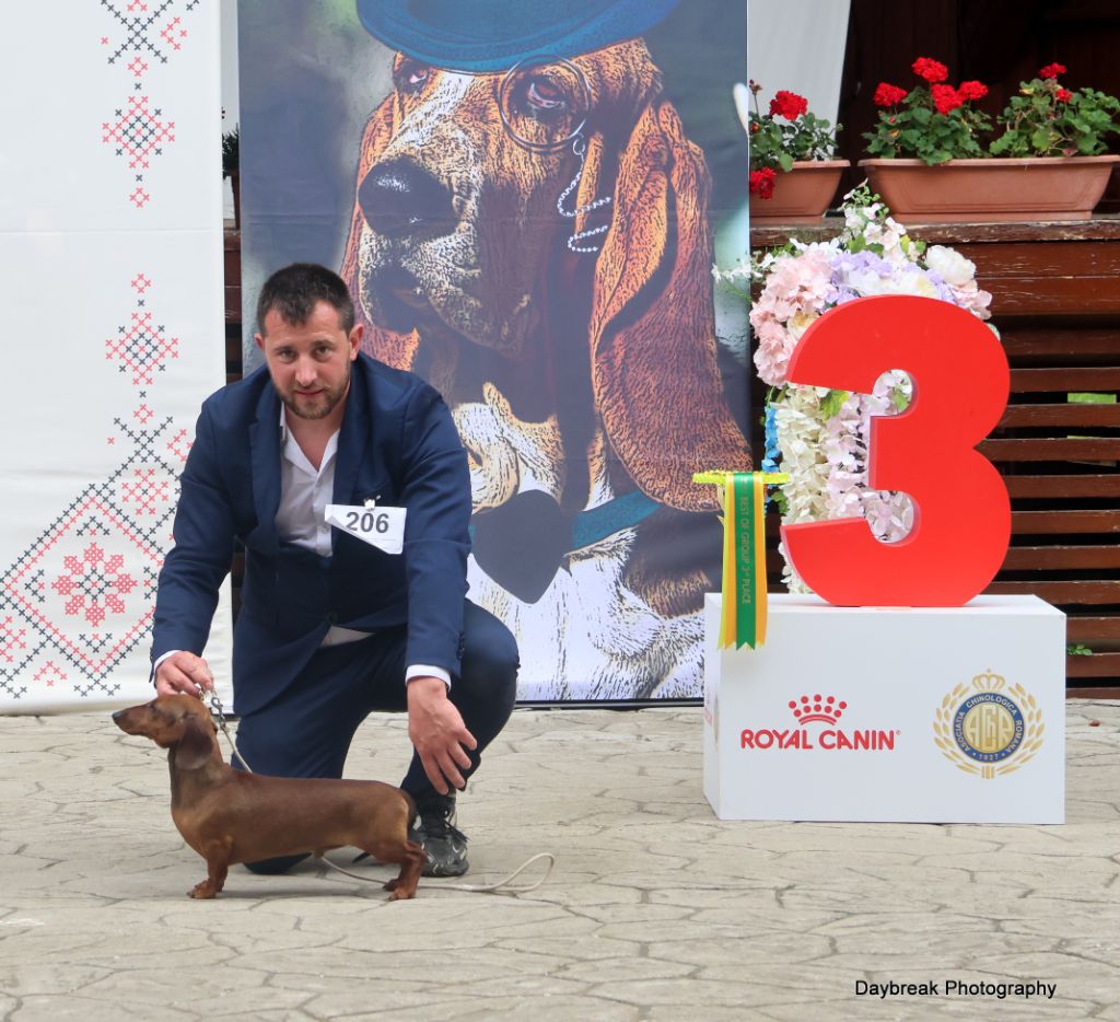 minidogland Vasily