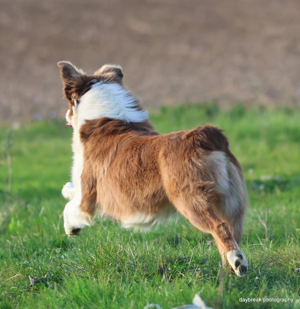 Vodka belvédère des Rivages du Lemboulas