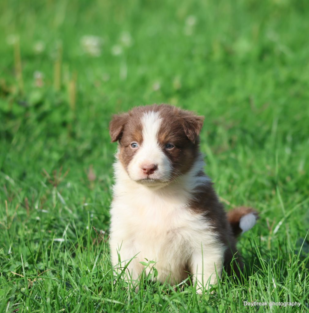 des Rivages du Lemboulas - Chiots disponibles - Berger Australien