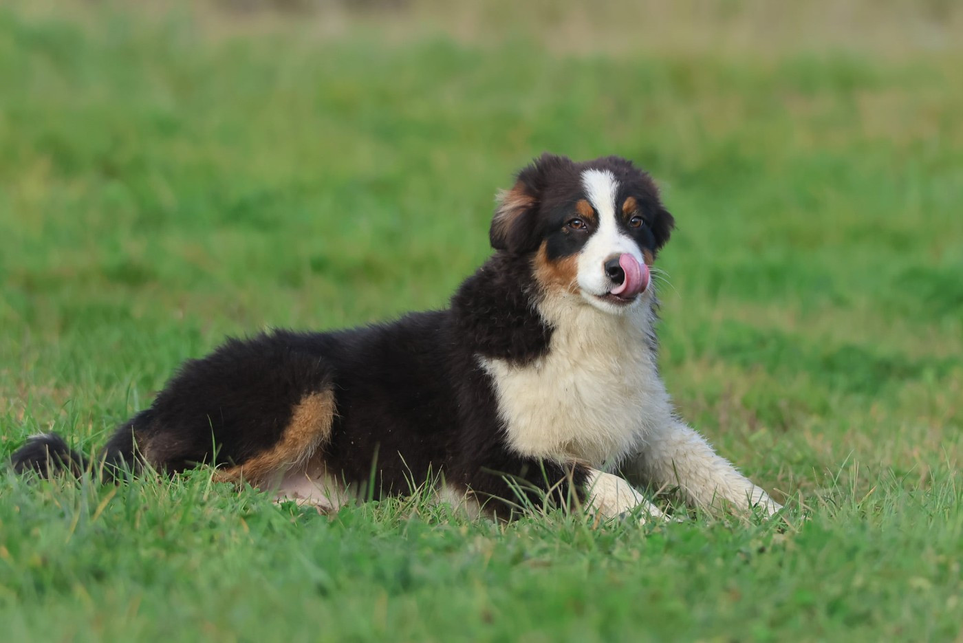 des Rivages du Lemboulas - Chiots disponibles - Berger Australien