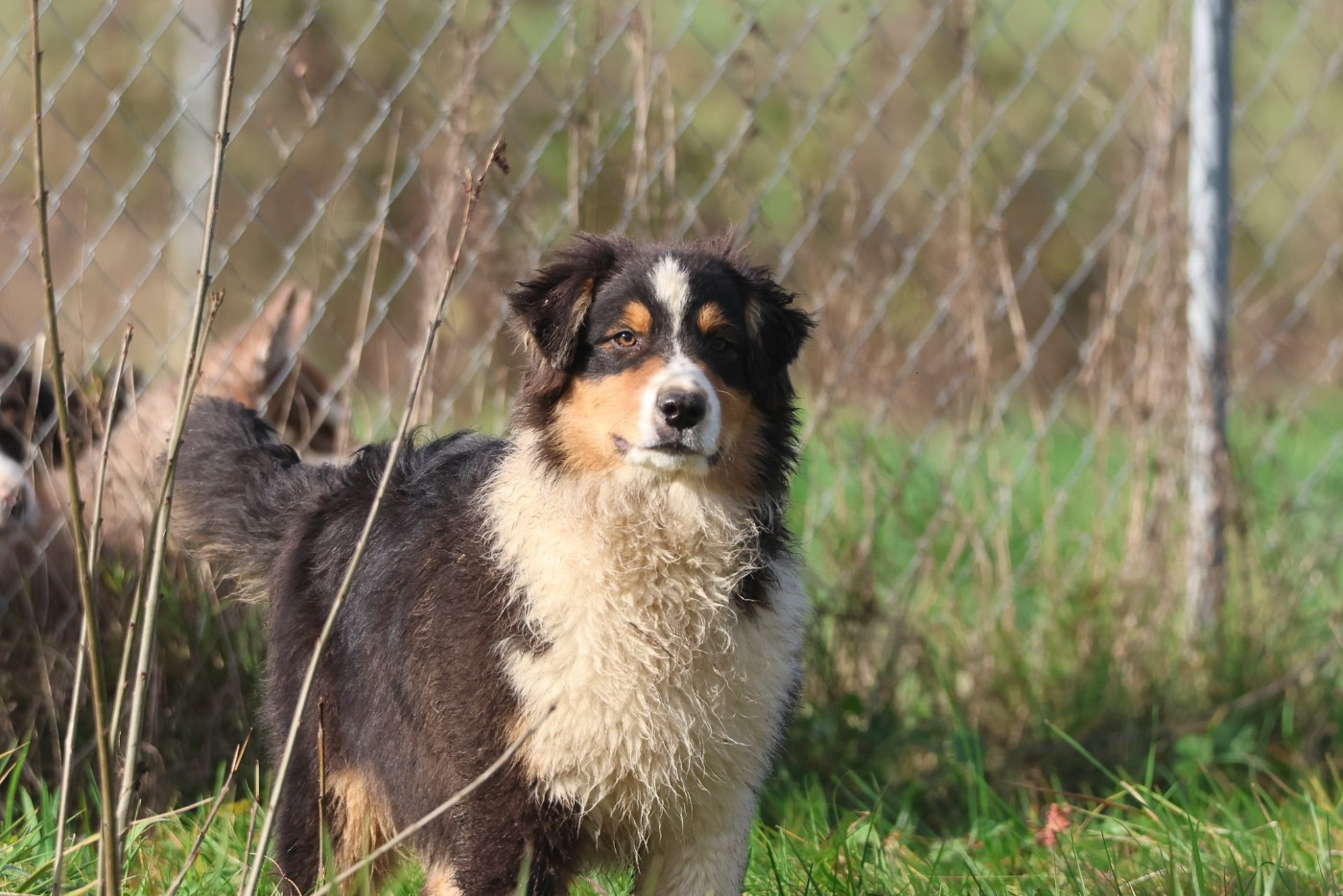 des Rivages du Lemboulas - Chiots disponibles - Berger Australien