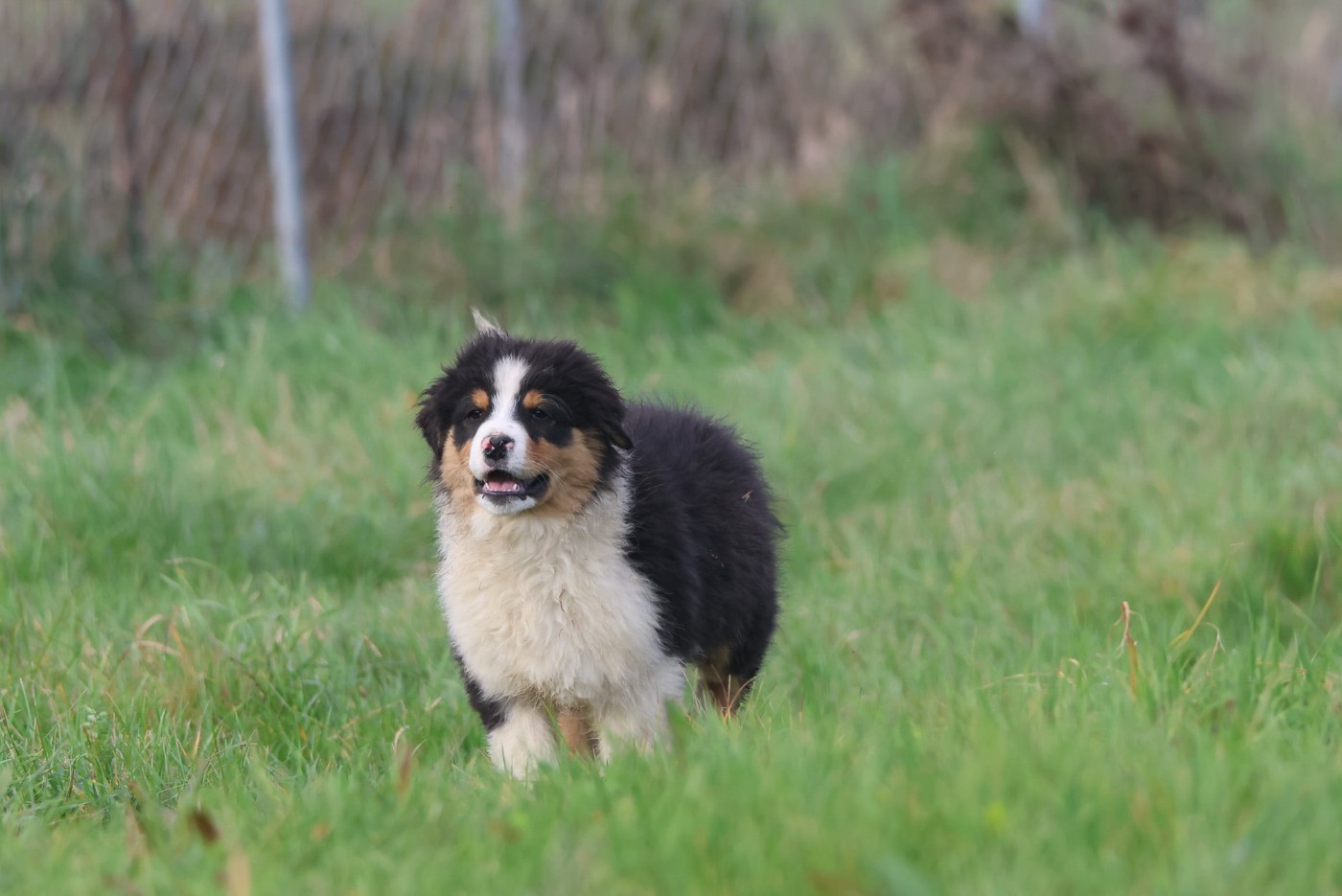 des Rivages du Lemboulas - Chiots disponibles - Berger Australien