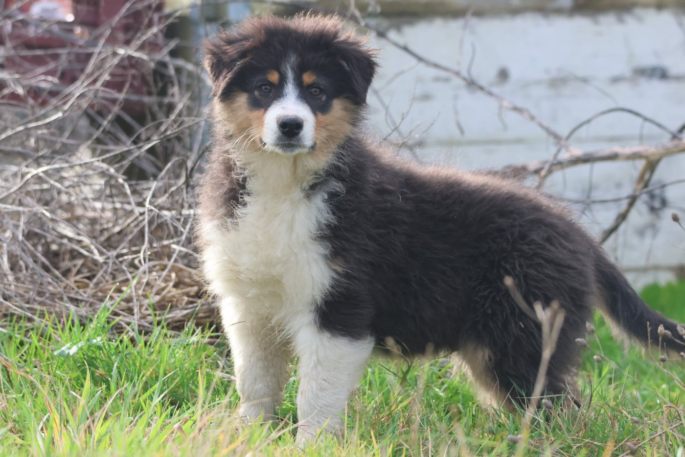 des Rivages du Lemboulas - Chiots disponibles - Berger Australien