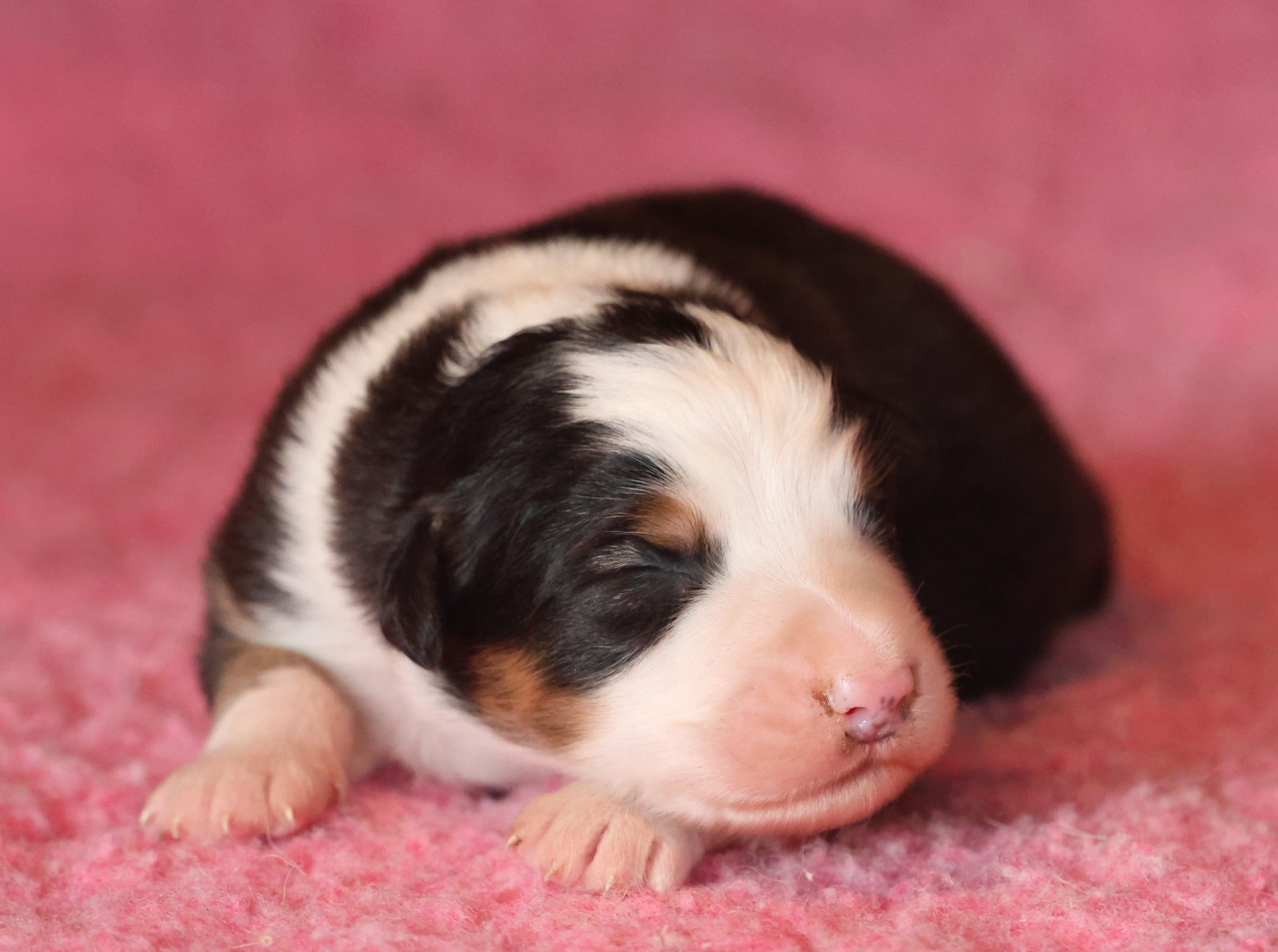 des Rivages du Lemboulas - Chiots disponibles - Berger Australien