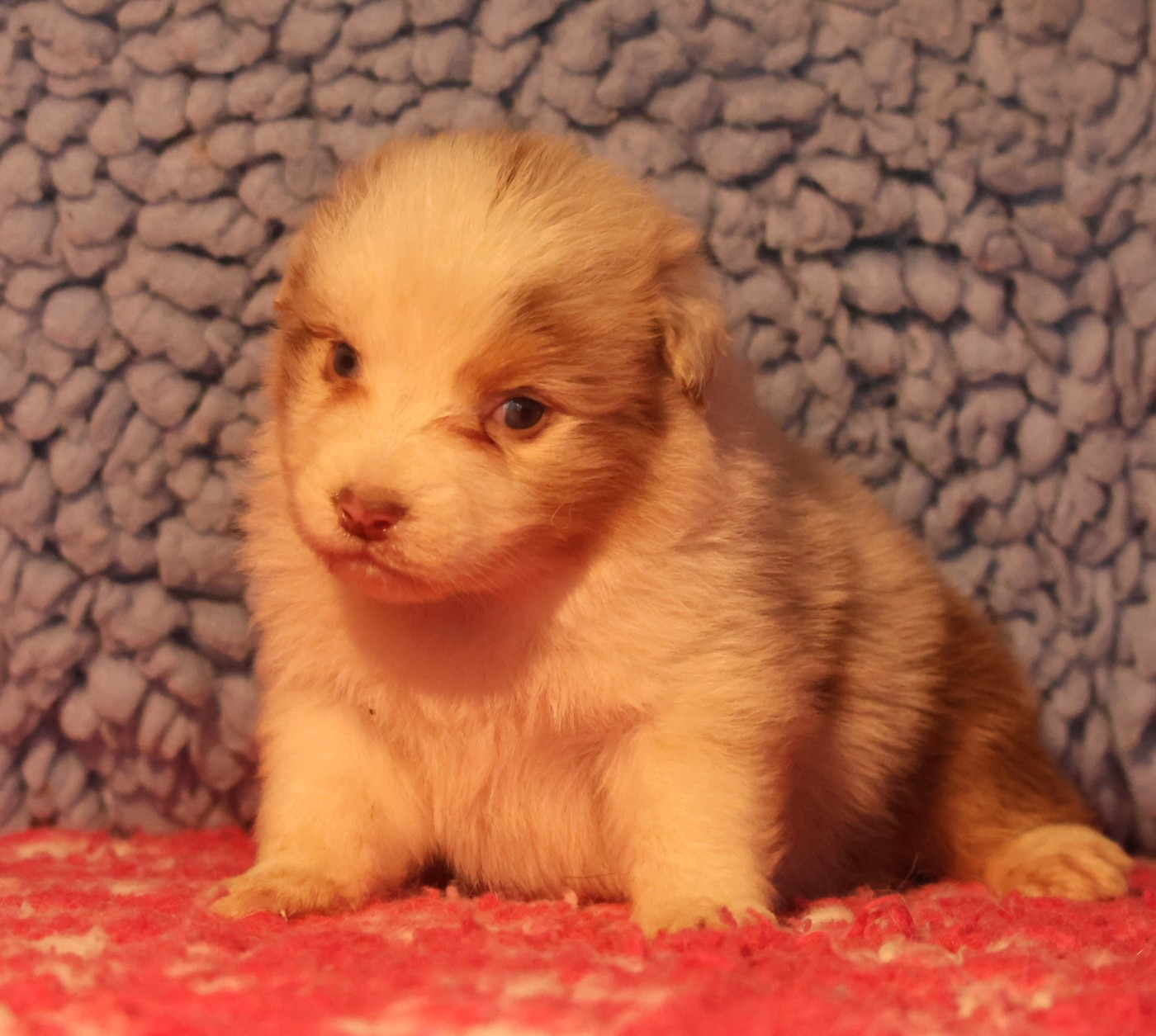 des Rivages du Lemboulas - Chiots disponibles - Berger Australien