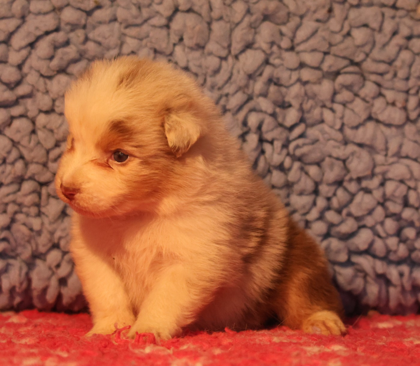 des Rivages du Lemboulas - Chiots disponibles - Berger Australien