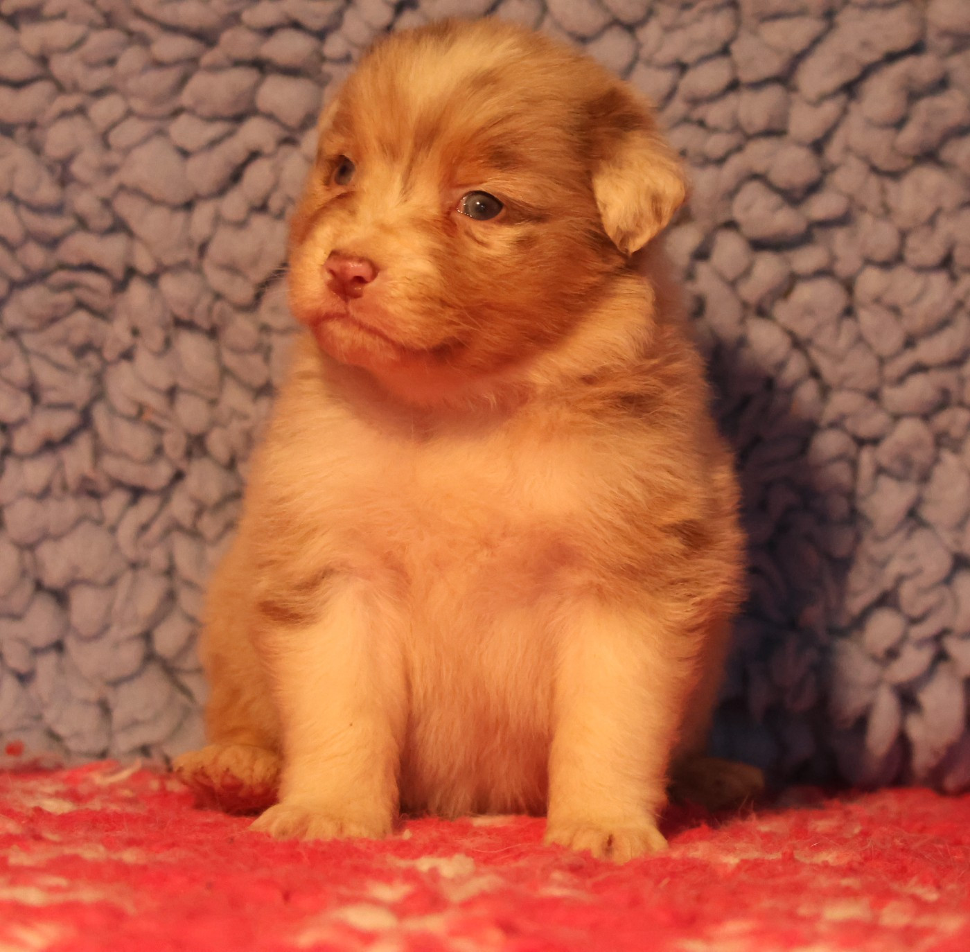 des Rivages du Lemboulas - Chiots disponibles - Berger Australien