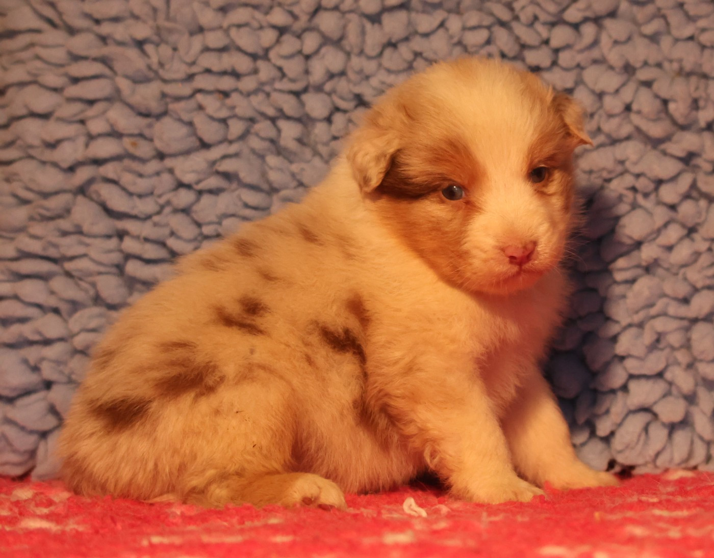 des Rivages du Lemboulas - Chiots disponibles - Berger Australien