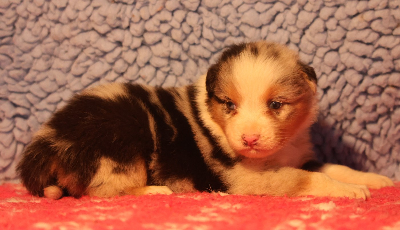 des Rivages du Lemboulas - Chiots disponibles - Berger Australien