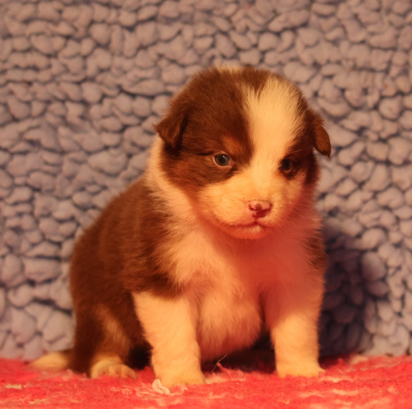 des Rivages du Lemboulas - Chiots disponibles - Berger Australien