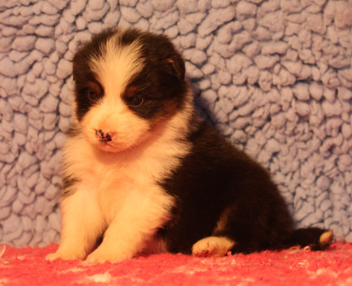 des Rivages du Lemboulas - Chiots disponibles - Berger Australien