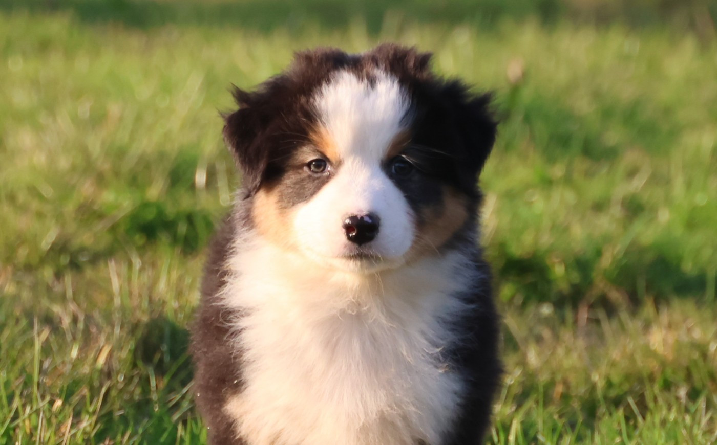 des Rivages du Lemboulas - Chiots disponibles - Berger Australien