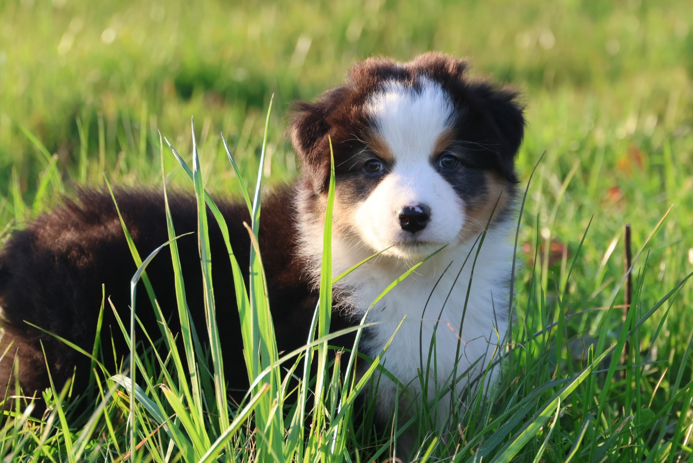 des Rivages du Lemboulas - Berger Australien - Portée née le 08/01/2026
