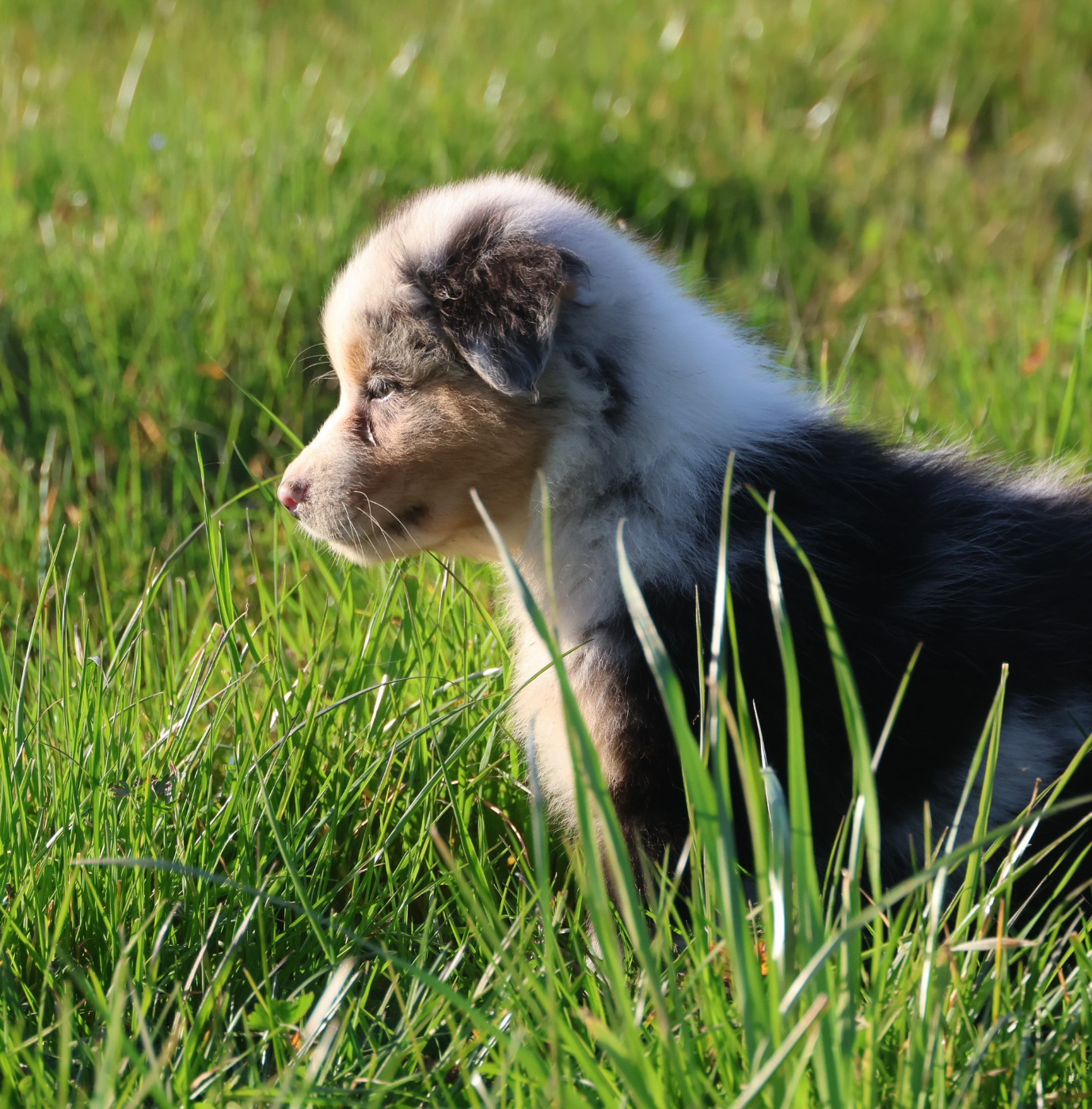 des Rivages du Lemboulas - Chiots disponibles - Berger Australien