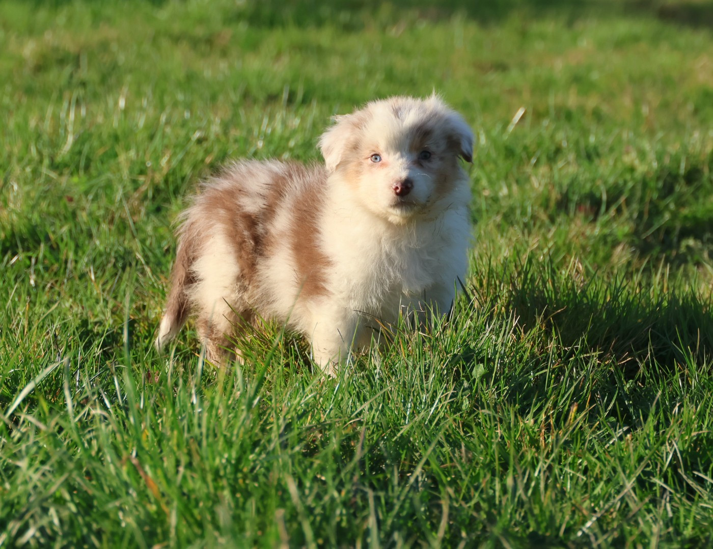des Rivages du Lemboulas - Chiots disponibles - Berger Australien