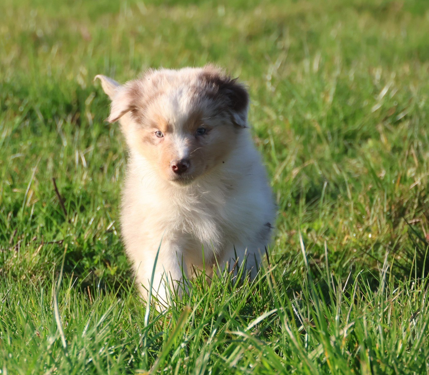 des Rivages du Lemboulas - Chiots disponibles - Berger Australien