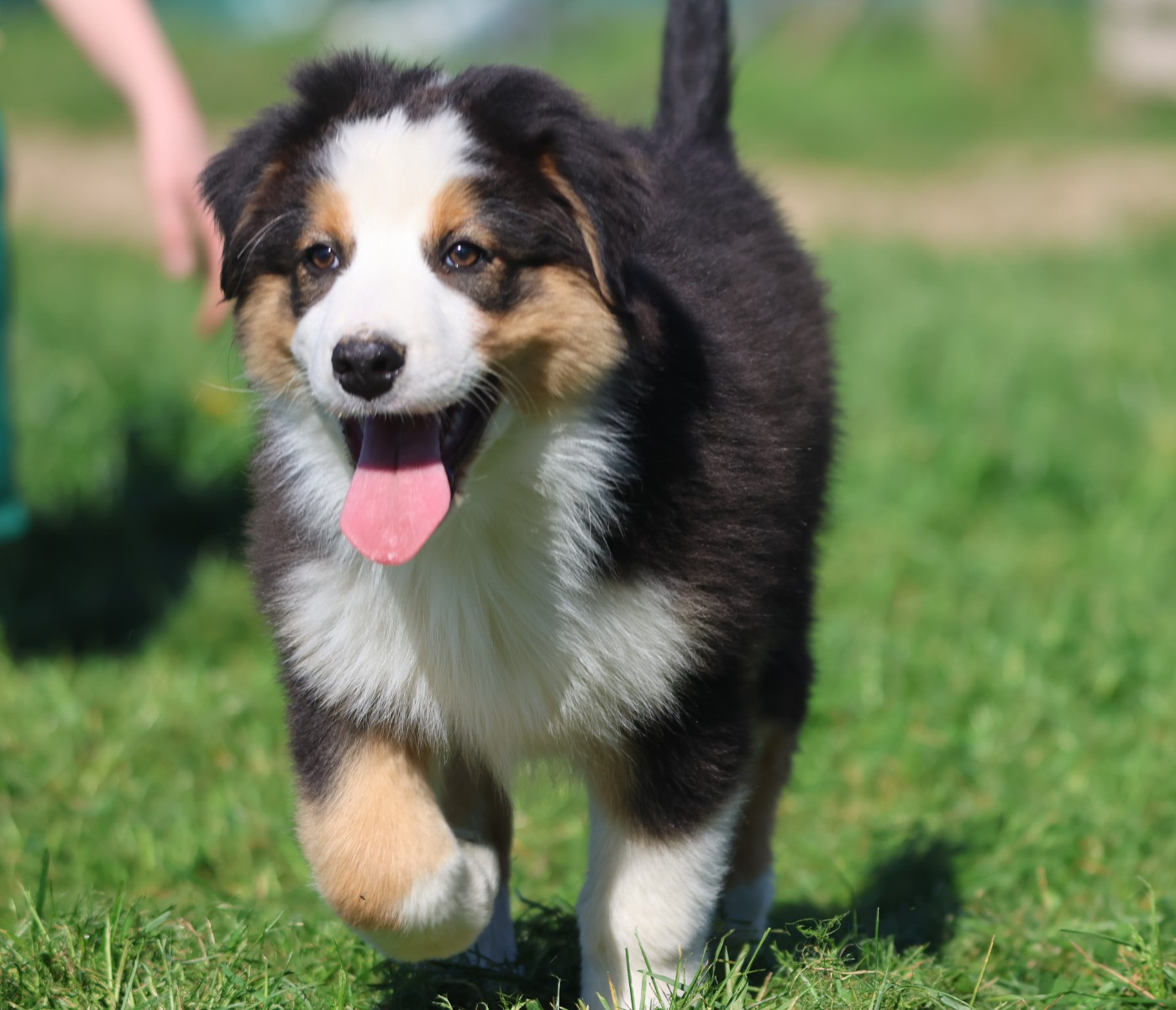 des Rivages du Lemboulas - Chiots disponibles - Berger Australien