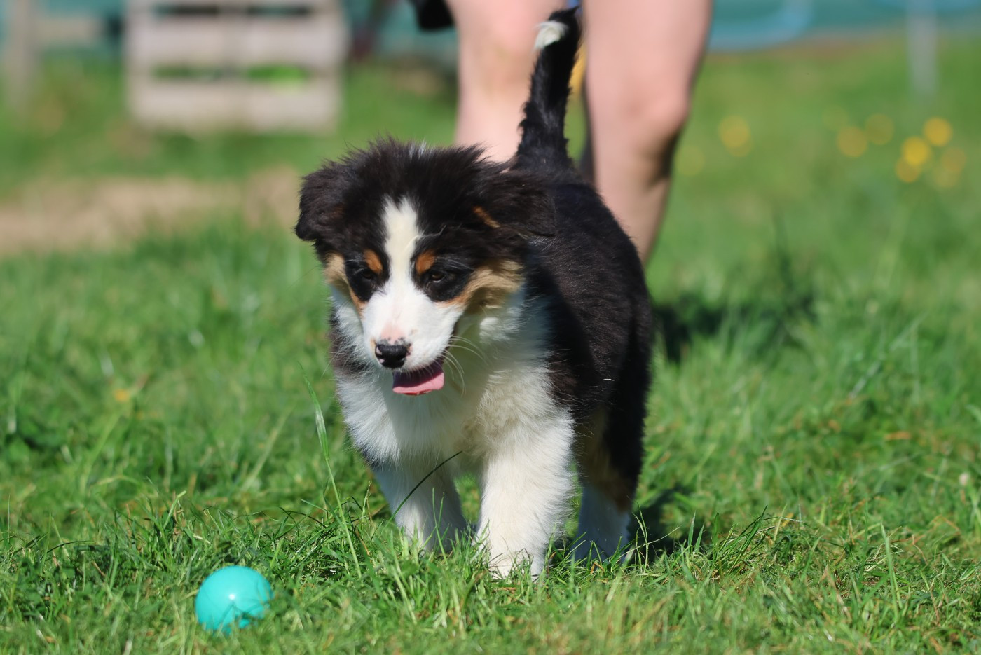 des Rivages du Lemboulas - Chiots disponibles - Berger Australien
