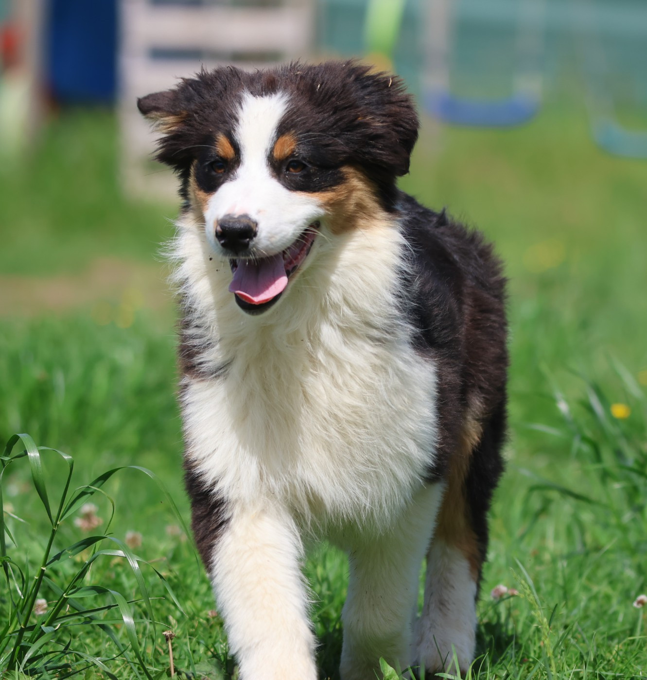 des Rivages du Lemboulas - Chiots disponibles - Berger Australien
