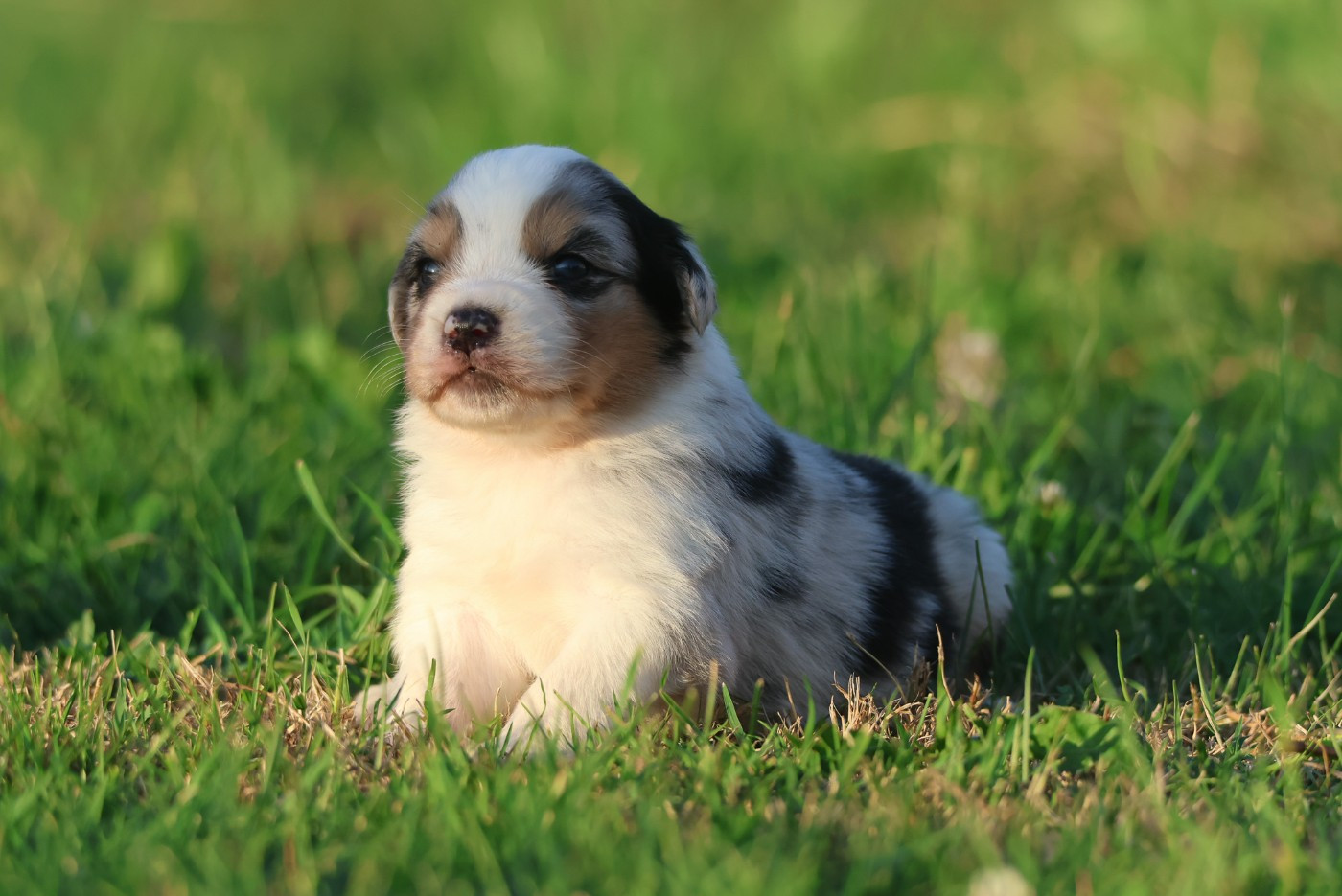 des Rivages du Lemboulas - Chiots disponibles - Berger Australien