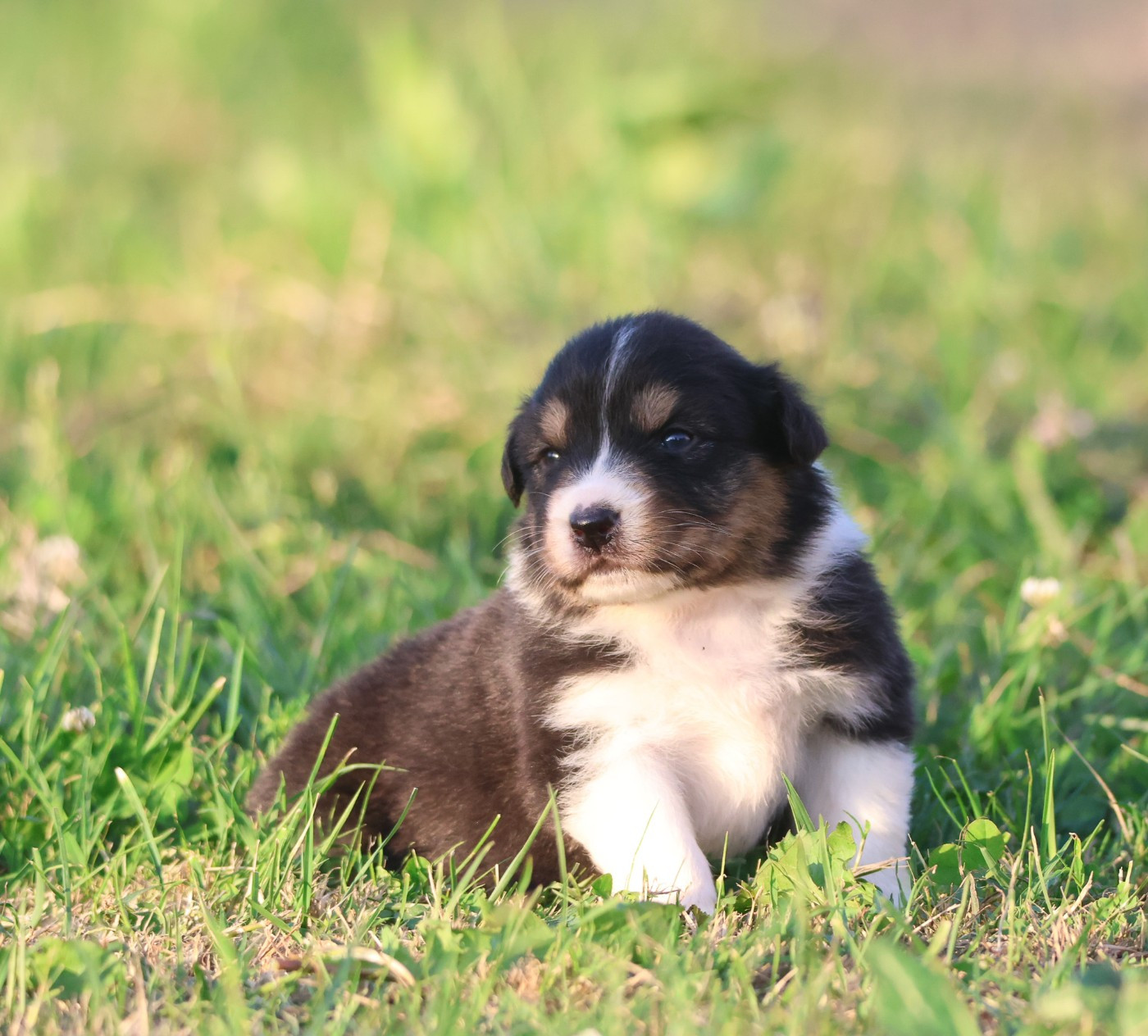 des Rivages du Lemboulas - Chiots disponibles - Berger Australien