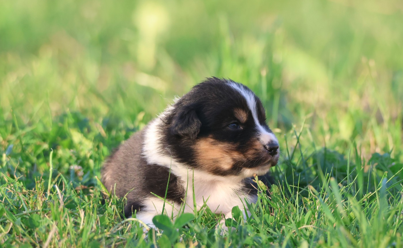 des Rivages du Lemboulas - Chiots disponibles - Berger Australien