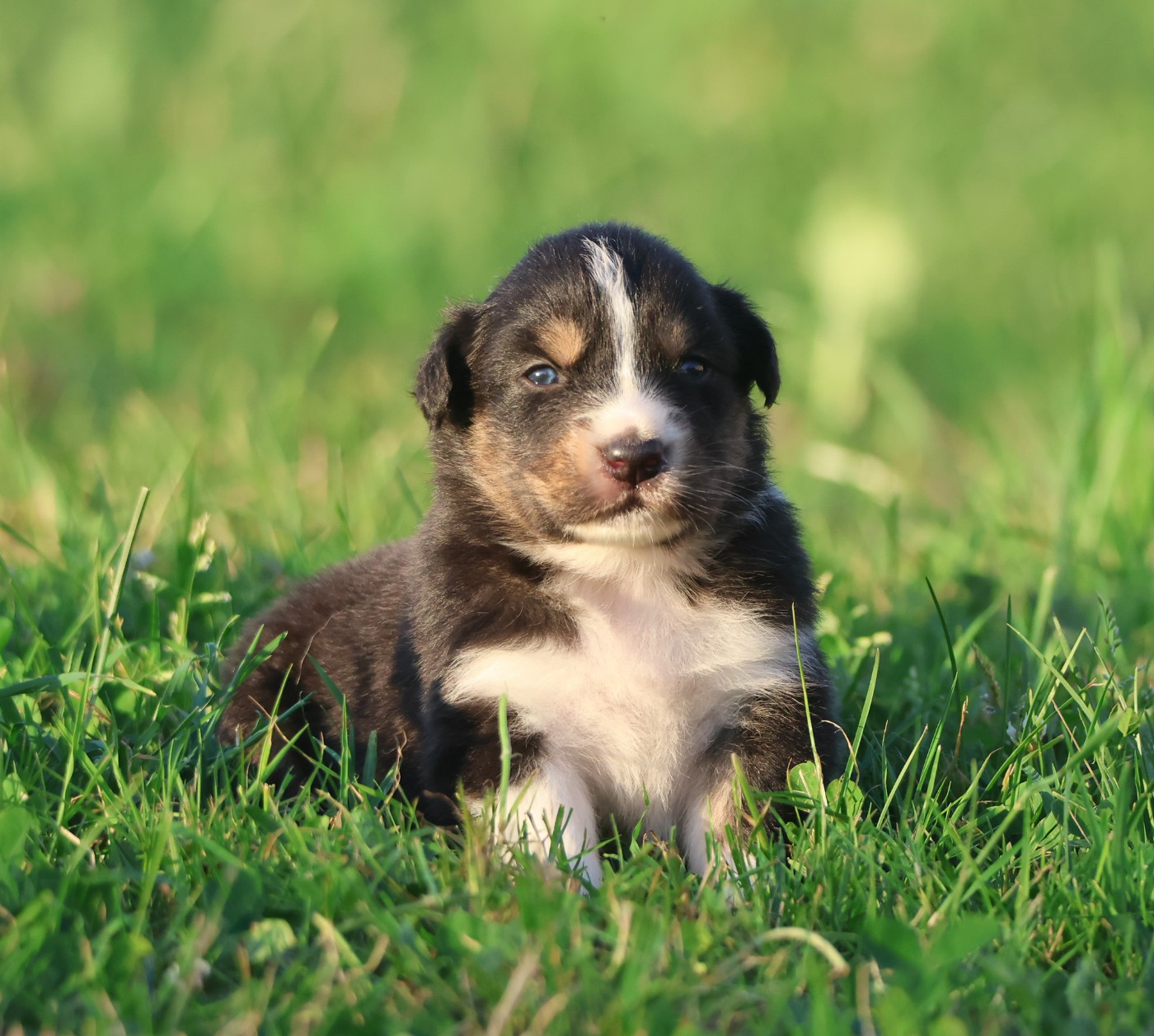 des Rivages du Lemboulas - Chiots disponibles - Berger Australien