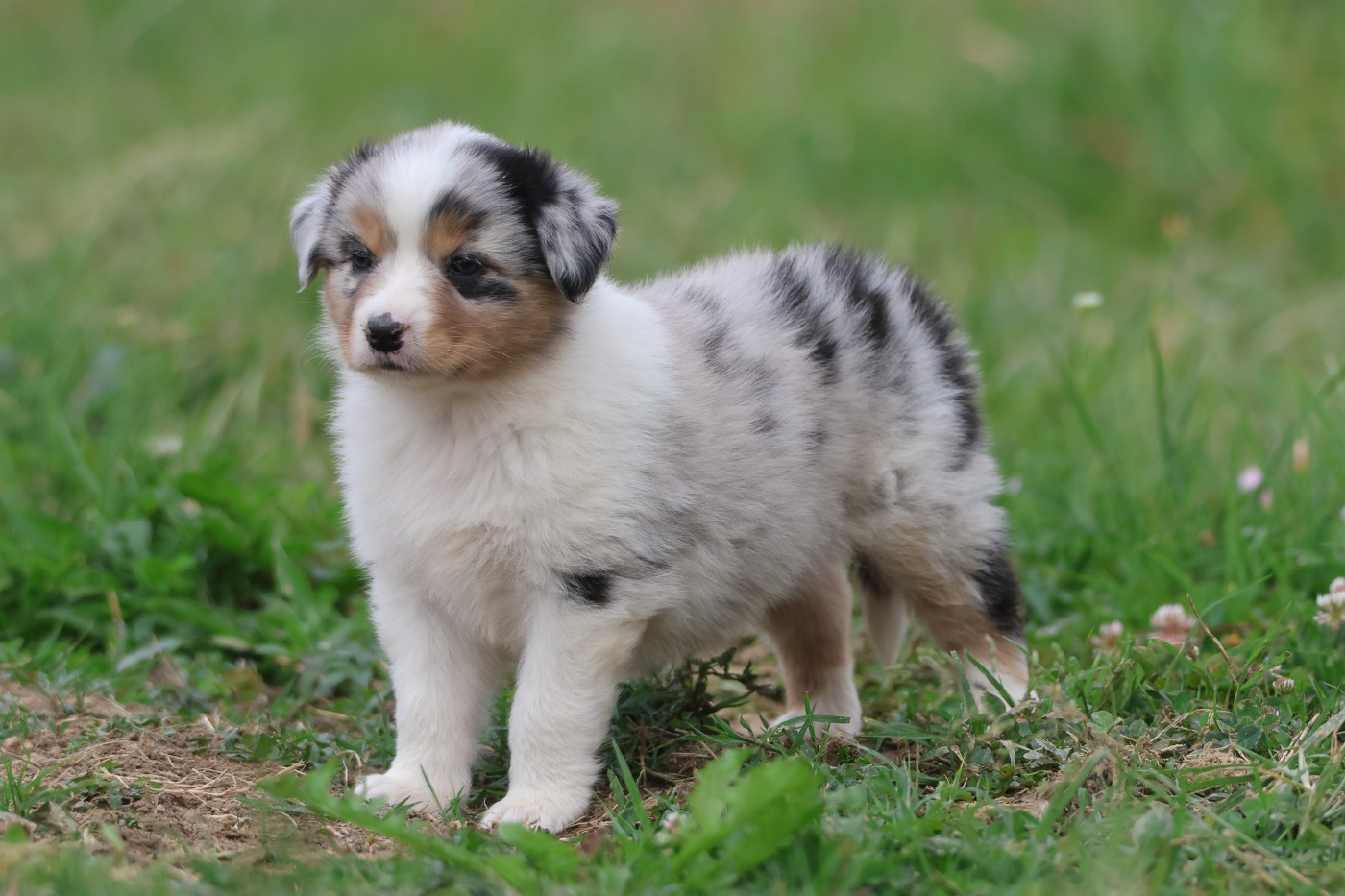 des Rivages du Lemboulas - Chiots disponibles - Berger Australien