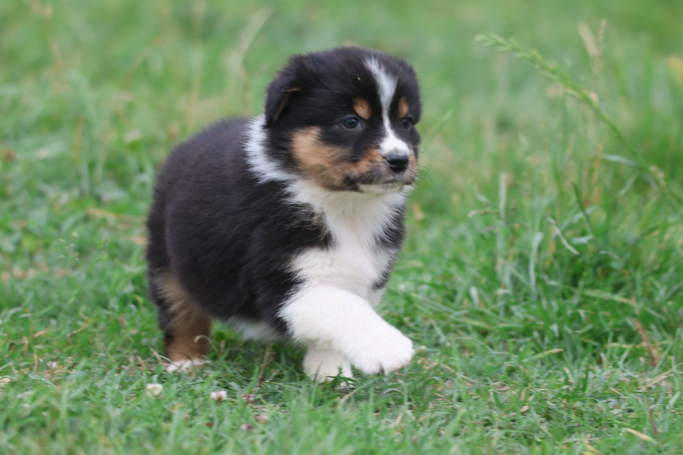 des Rivages du Lemboulas - Chiots disponibles - Berger Australien
