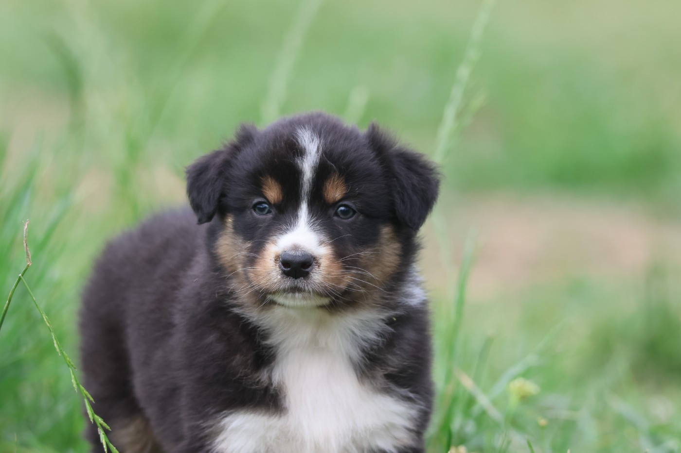 des Rivages du Lemboulas - Chiots disponibles - Berger Australien
