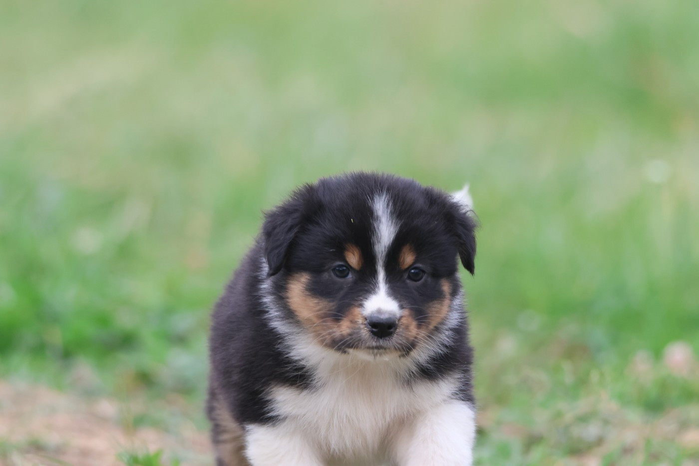 des Rivages du Lemboulas - Chiots disponibles - Berger Australien