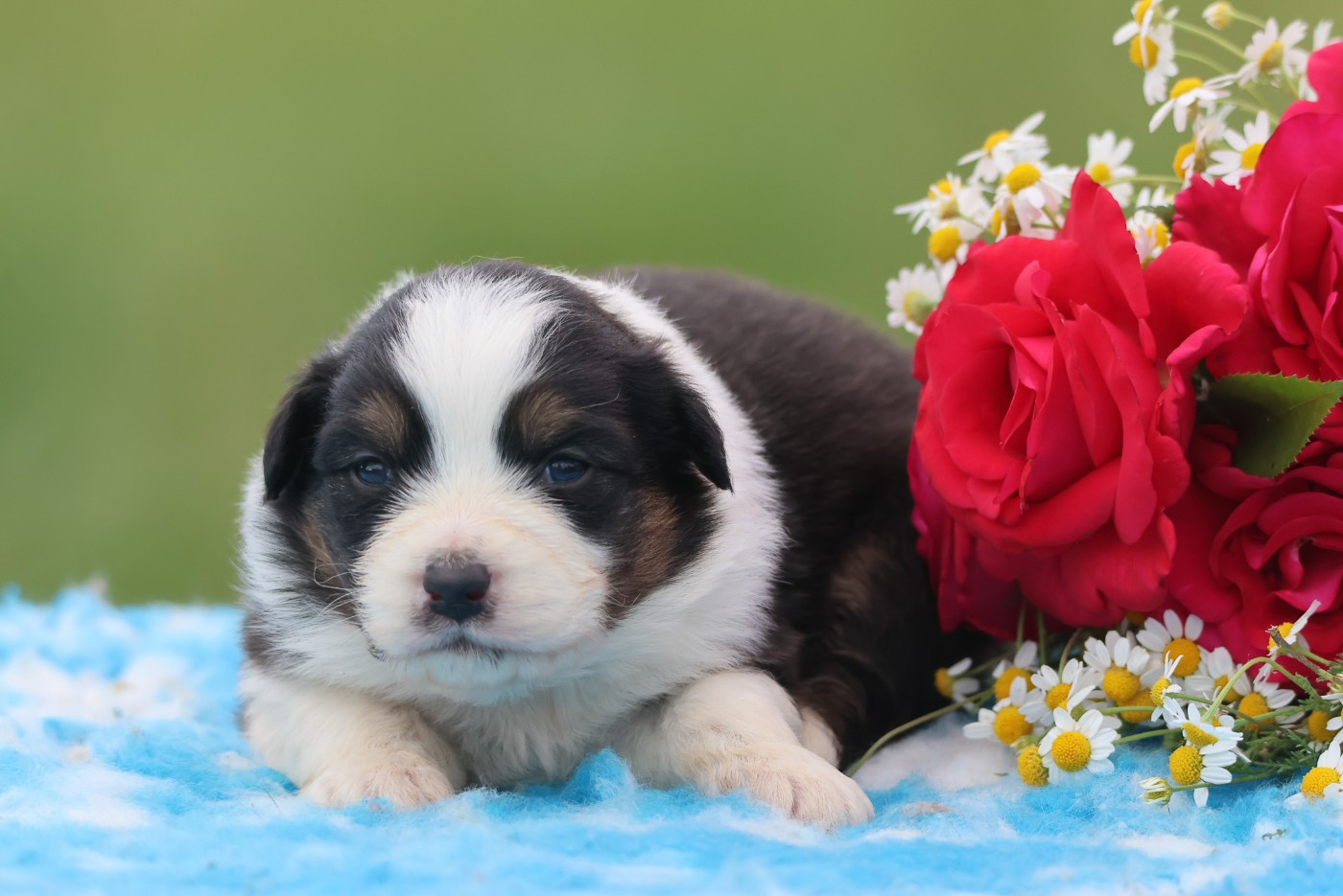 des Rivages du Lemboulas - Chiots disponibles - Berger Australien