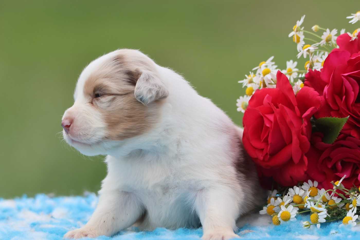 des Rivages du Lemboulas - Chiots disponibles - Berger Australien