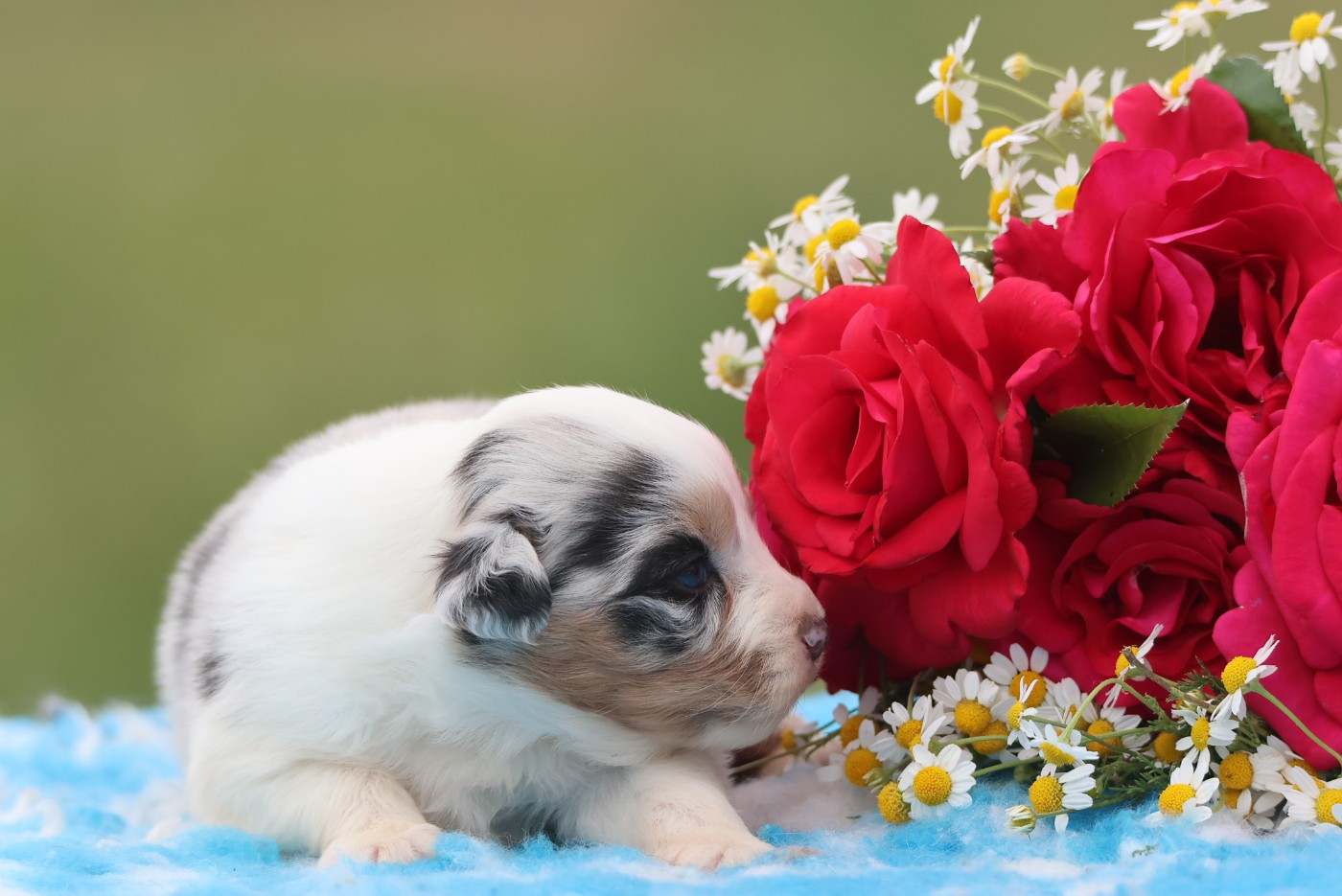 des Rivages du Lemboulas - Chiots disponibles - Berger Australien