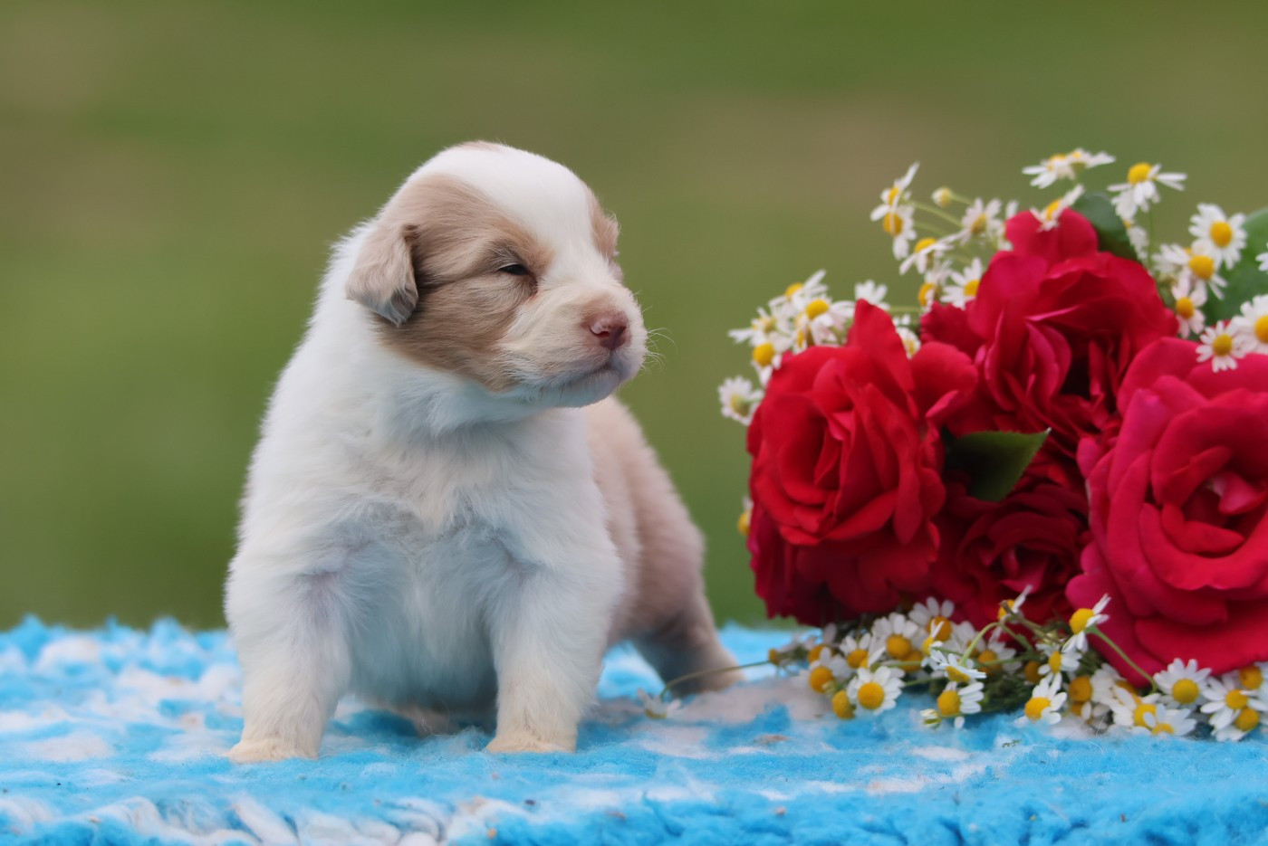 des Rivages du Lemboulas - Chiots disponibles - Berger Australien