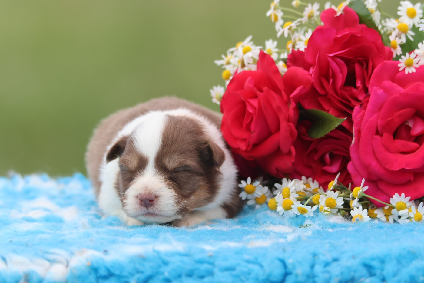 des Rivages du Lemboulas - Chiots disponibles - Berger Australien