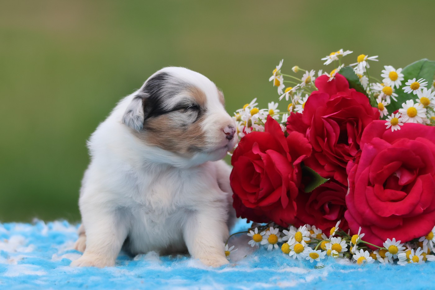 des Rivages du Lemboulas - Chiots disponibles - Berger Australien