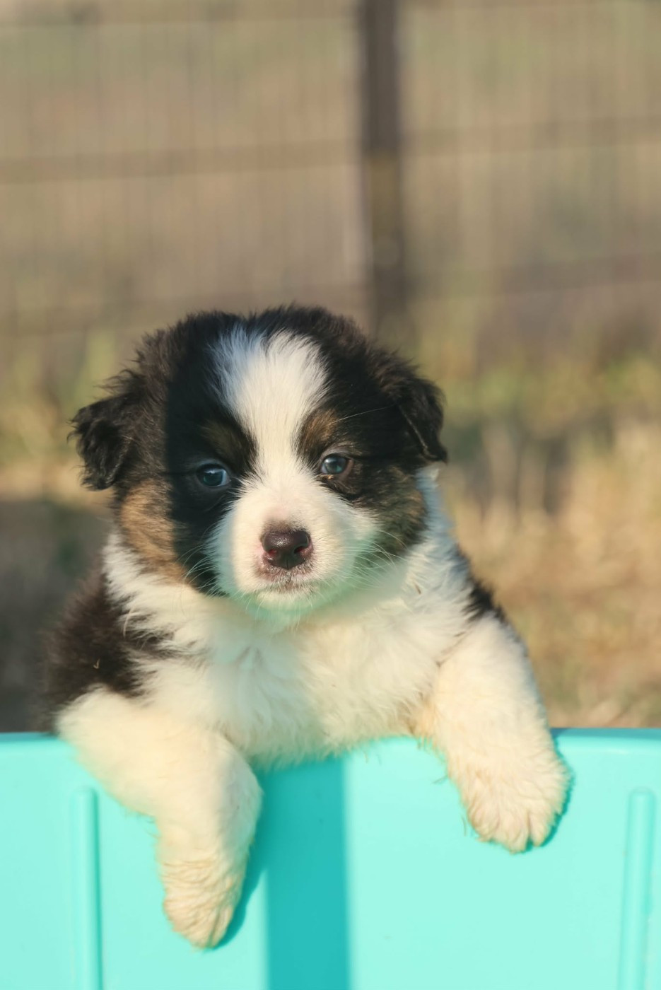 des Rivages du Lemboulas - Chiots disponibles - Berger Australien