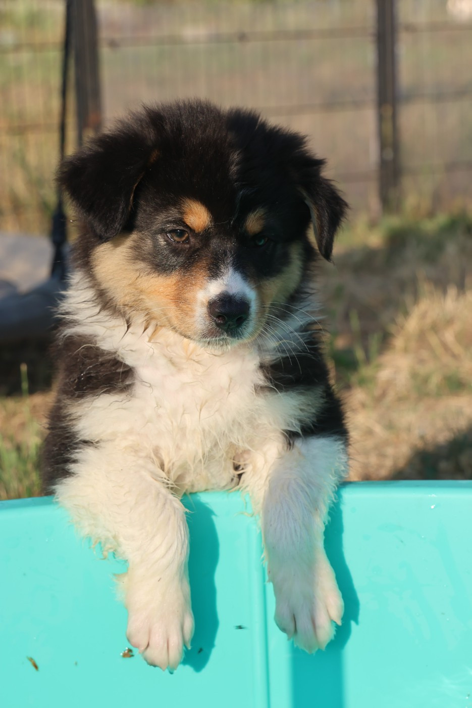 des Rivages du Lemboulas - Chiots disponibles - Berger Australien