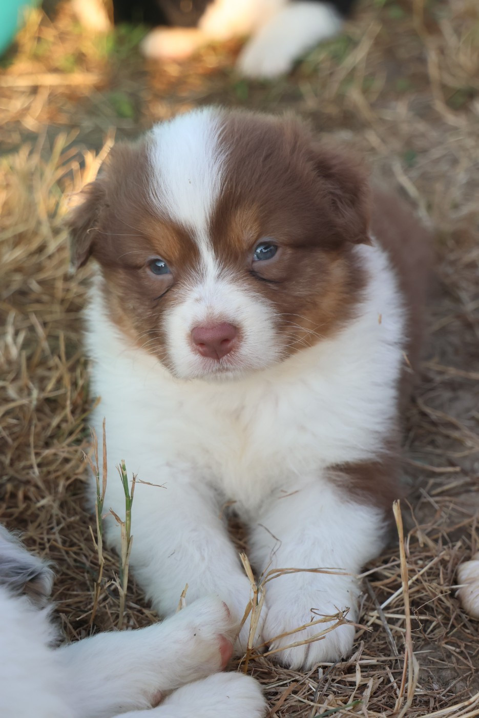 des Rivages du Lemboulas - Chiots disponibles - Berger Australien