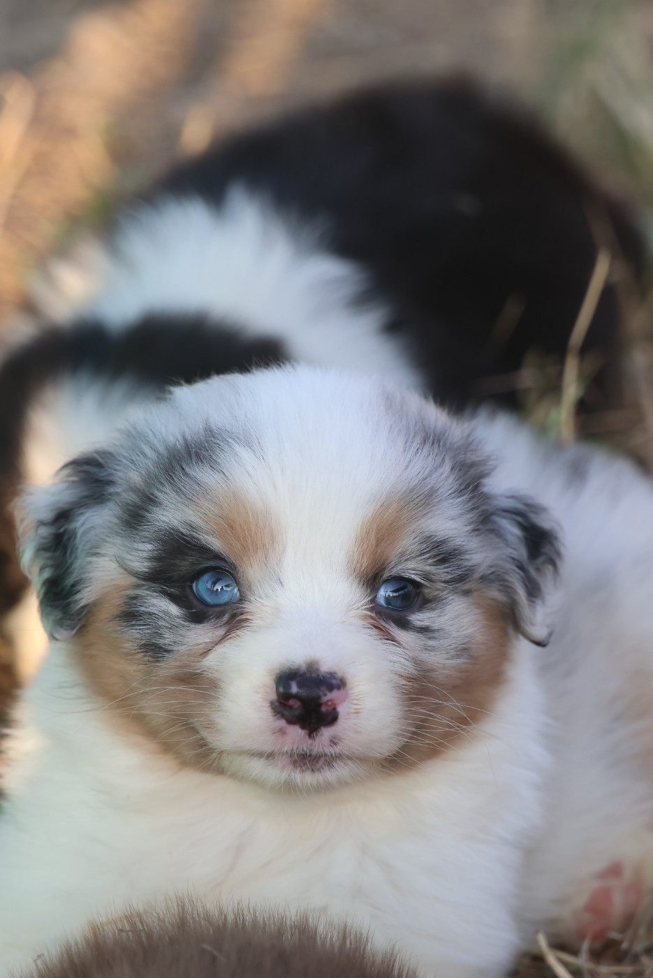 des Rivages du Lemboulas - Chiots disponibles - Berger Australien