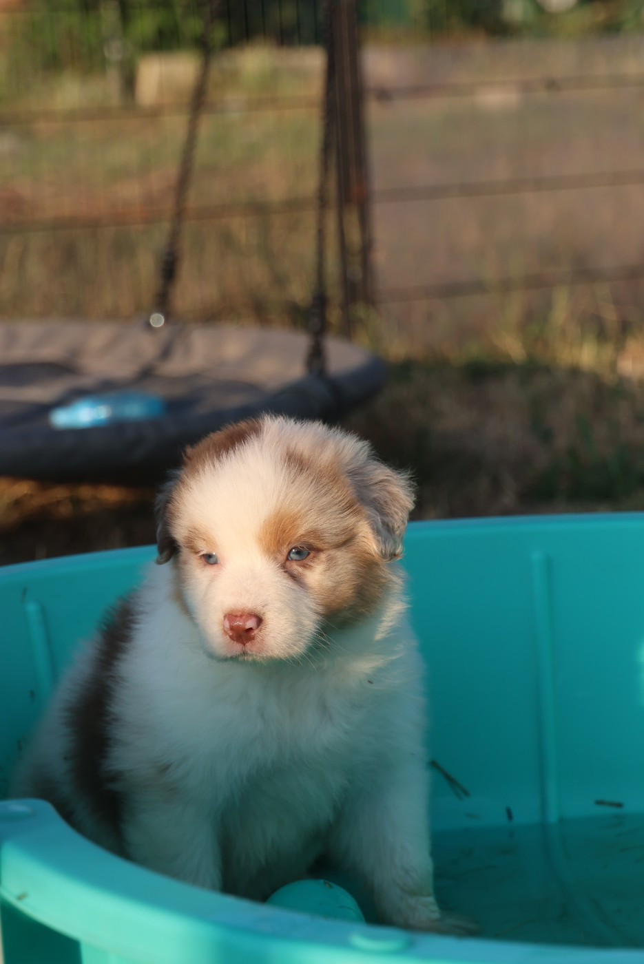 des Rivages du Lemboulas - Chiots disponibles - Berger Australien