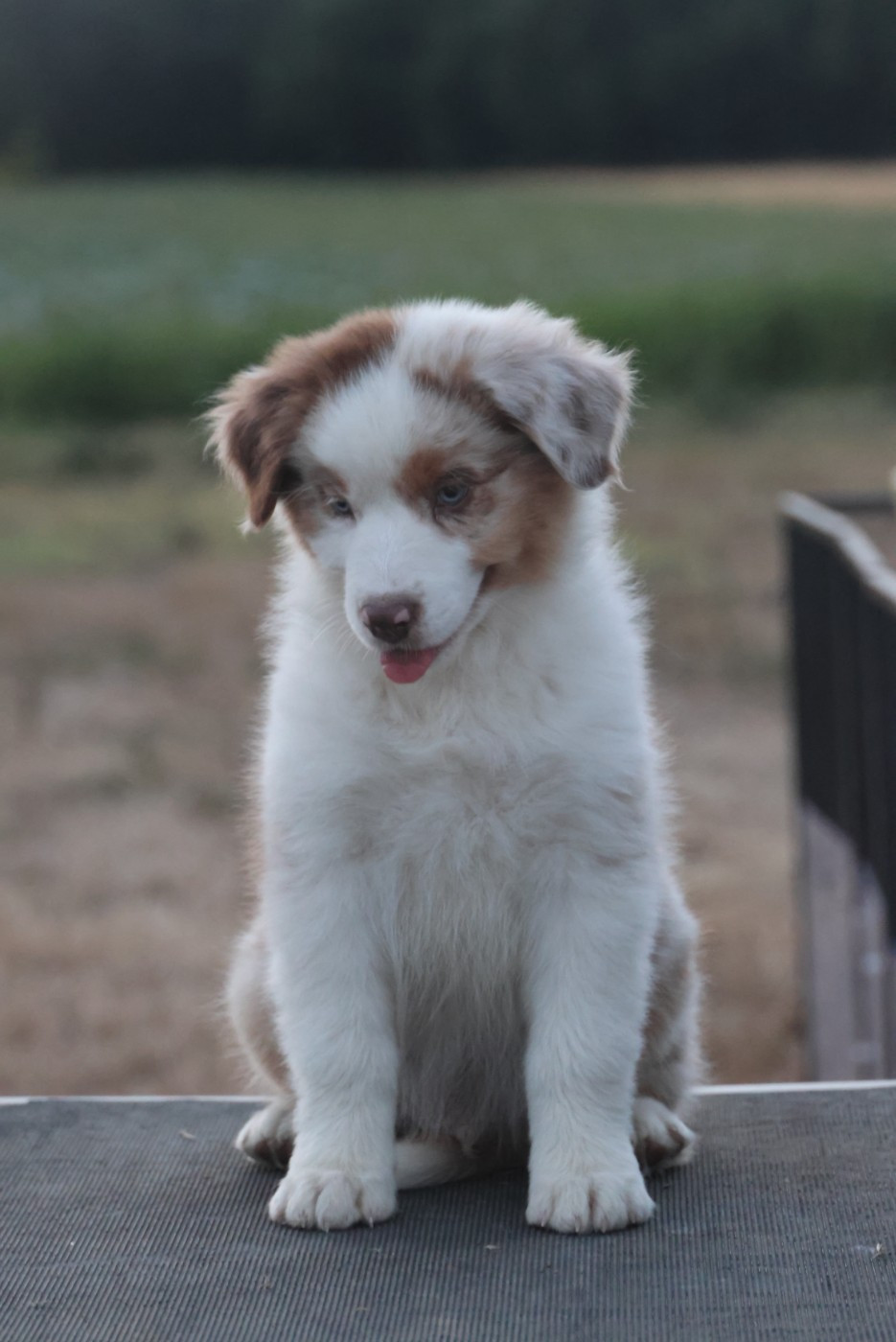 des Rivages du Lemboulas - Chiots disponibles - Berger Australien
