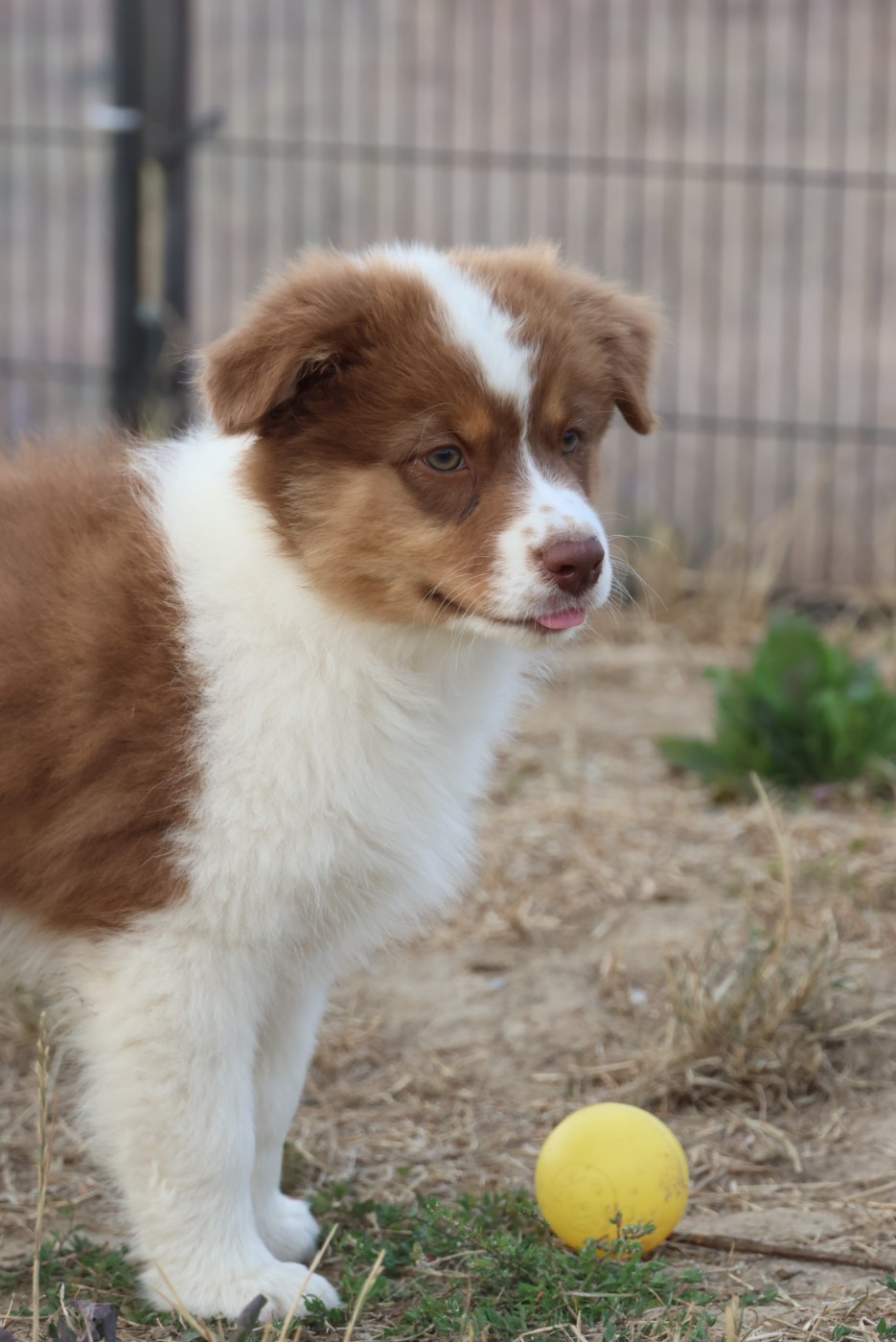 des Rivages du Lemboulas - Chiots disponibles - Berger Australien