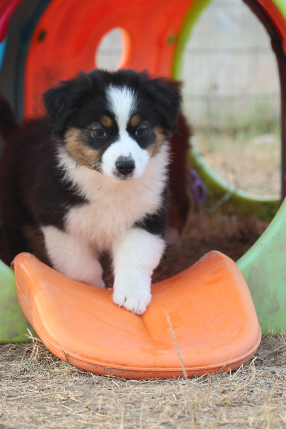 des Rivages du Lemboulas - Chiots disponibles - Berger Australien