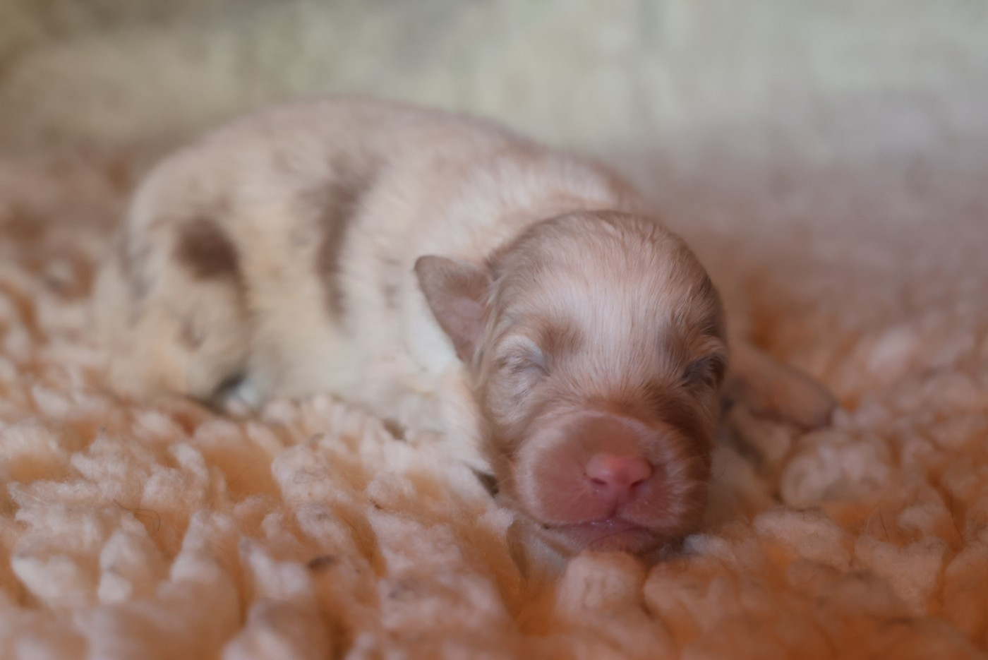 des Rivages du Lemboulas - Chiots disponibles - Berger Australien